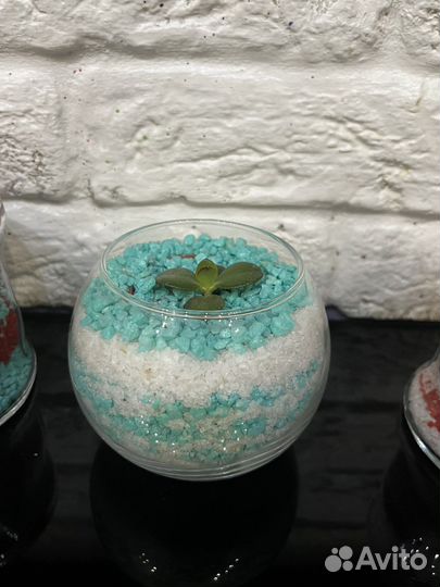 Кактусы,Крассула Овата, Суккуленты