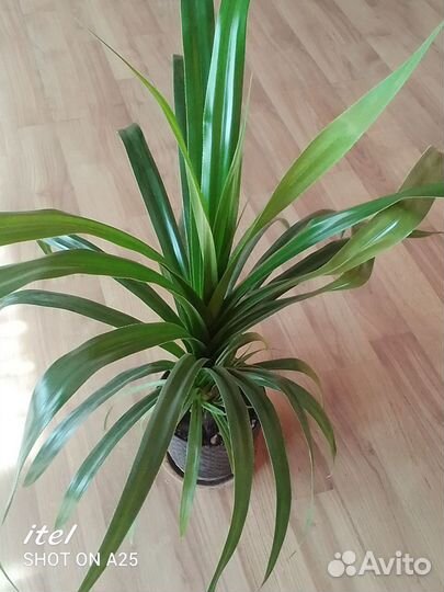 Панданус винтовое дерево