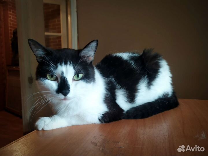 Миниатюрная кошечка