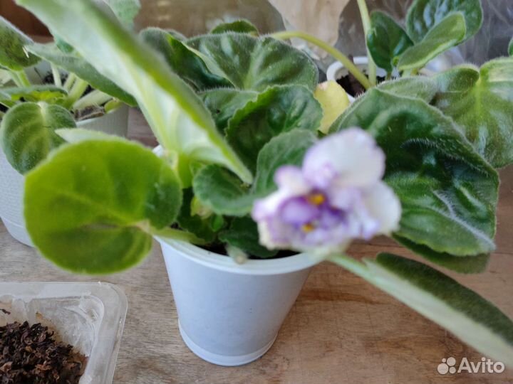 Сортовые фиалки в фазе цветения и набирающие цвет