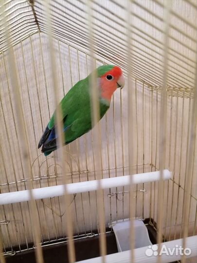 Попугай неразлучник