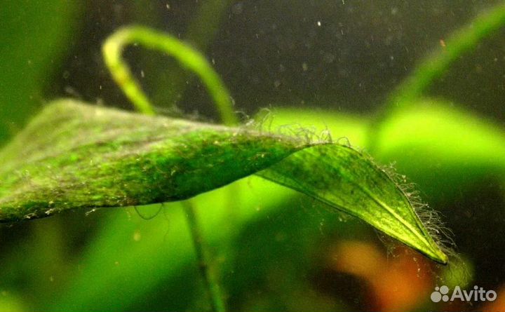 0.5л. Сайдекс - средство против водорослей