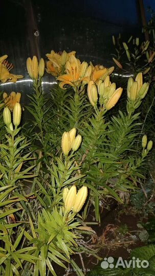 Лилия жёлтая