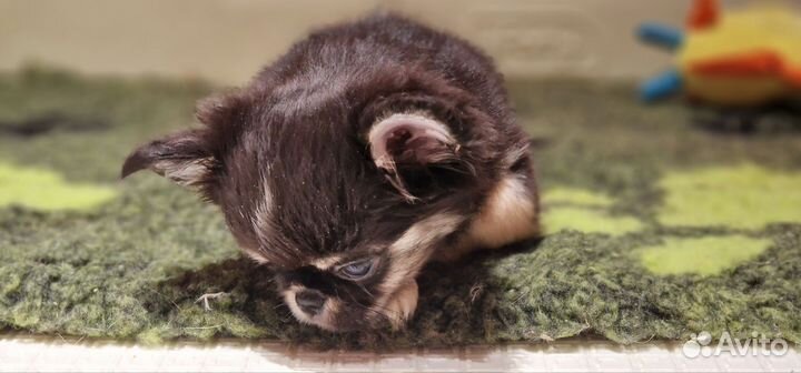 Чихуахуа мальчик