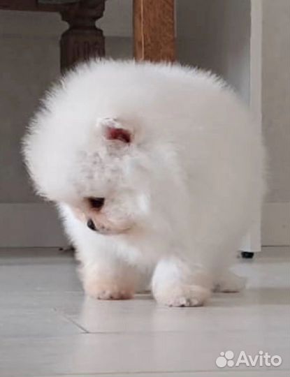 Супер мальчик мини мишка