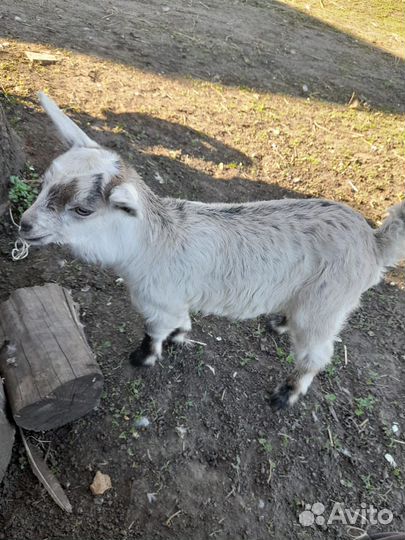 Козочки нубииские, зааненские