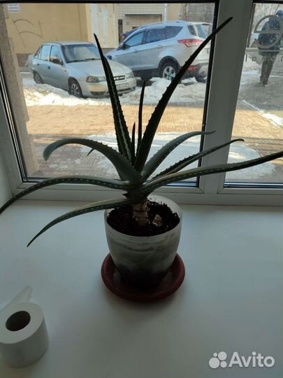 Алоэ вера большой