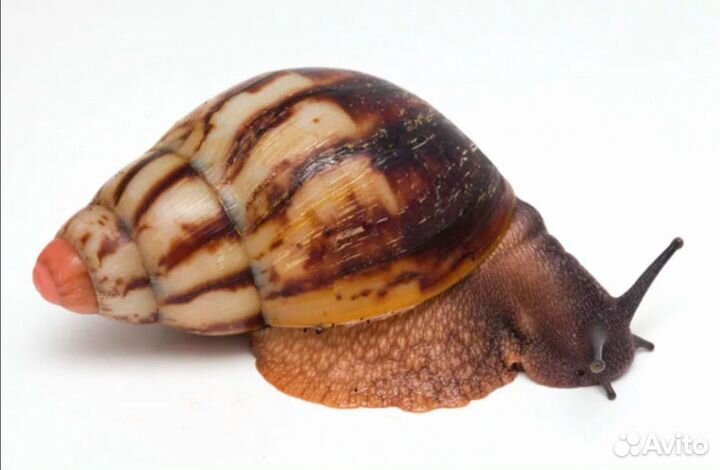 Улитка архахатина (мини) Гревелли страйп