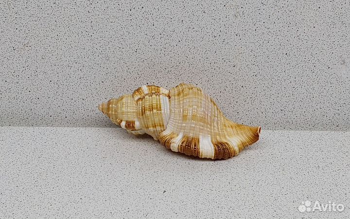 Циматиум Пилеар 8,2 морская ракушка раковина