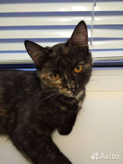 Стерилизованная девочка в добрые руки 8 мес