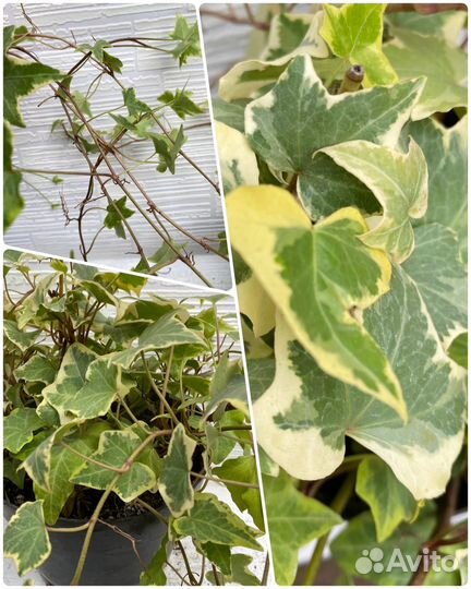 Плющ Хедера Helix редкие сорта