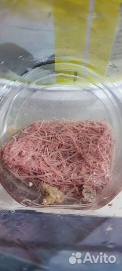 Трубочник живой Изя разводной