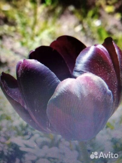 Луковицы тюльпанов