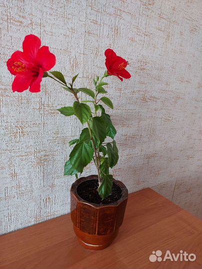 Комнатные растения