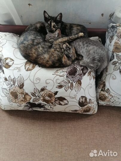 Котята в добрые ручки