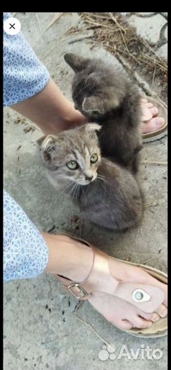 Котенок вислоухий в добрые руки