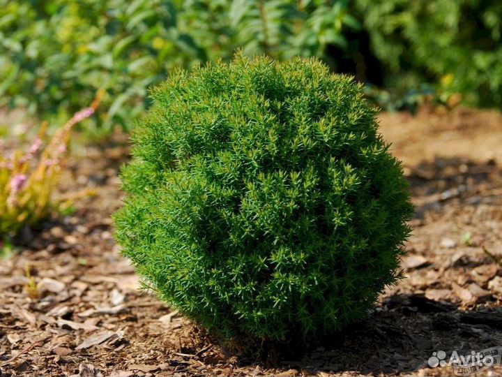 Туя шаровидная Тедди
