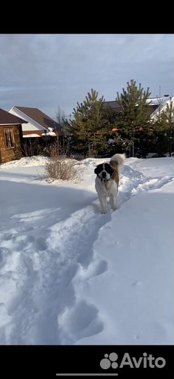 Сенбернар вязка