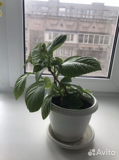 Гортензия комнатная