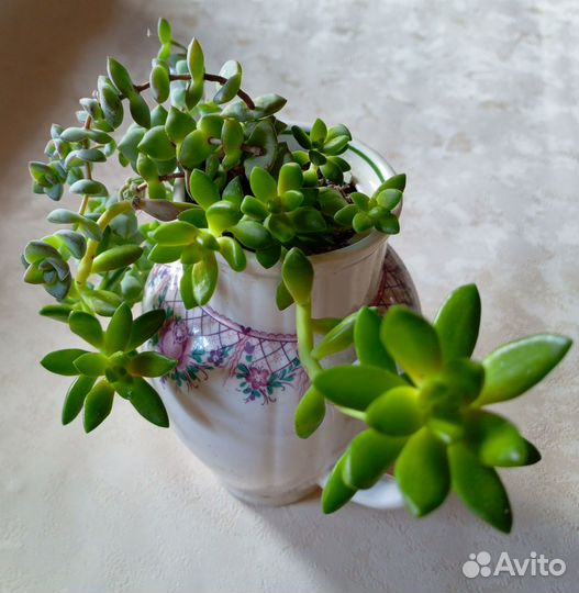 Суккуленты кактусы Флорариум