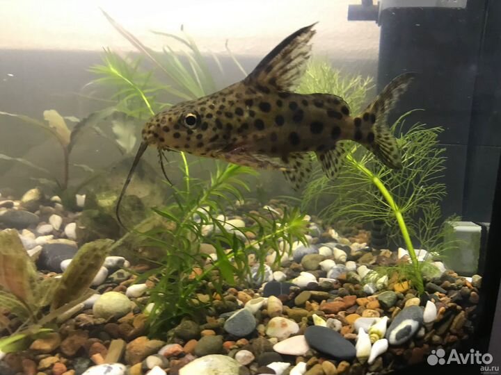 Сомы синадонтисы