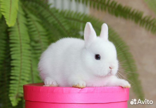 Декоративные карликовые кролики. Домашние