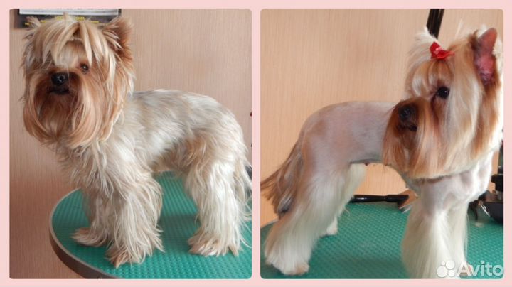 Груминг собак