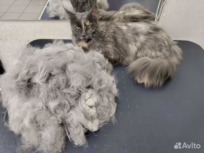 Услуги грумера для кошек в микрорайоне Парковый