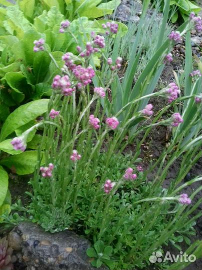 Почвопокровные растения для сада