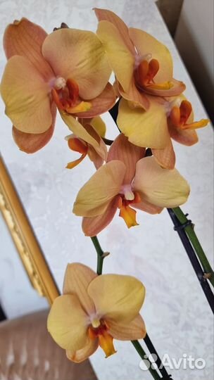 Орхидея фаленопсис Сортовой, арома
