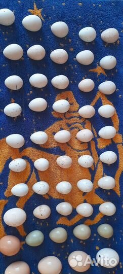 Инкубационное яйцо Кеклика и Румынского фазана