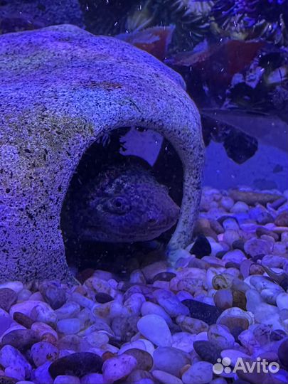 Аксолотль с аквариумом