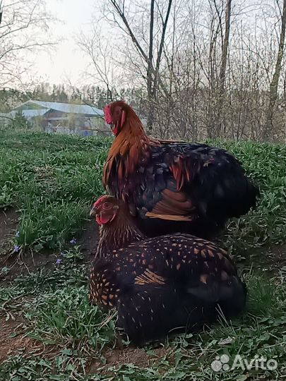 Семья кур виандотов,брама, орпингтонов