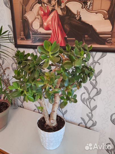 Денежное дерево толстянка крассула