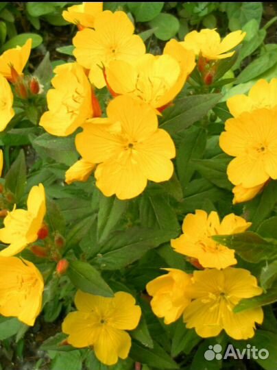 Многолетники и кустарники цветущие