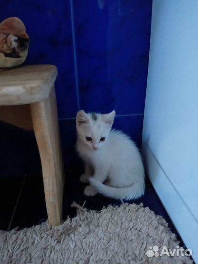 Котята от турецкой ангоры