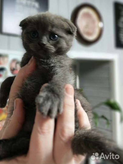Шотландские вислоухие котята