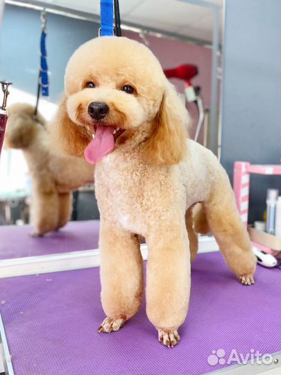 Зоосалон. Груминг. Стрижка животных. Тримминг