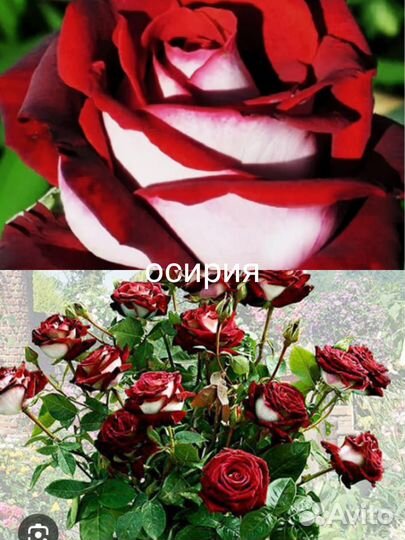 Чайни гибридные роз