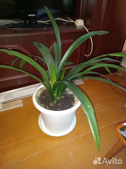 Кливия или кафрская лилия