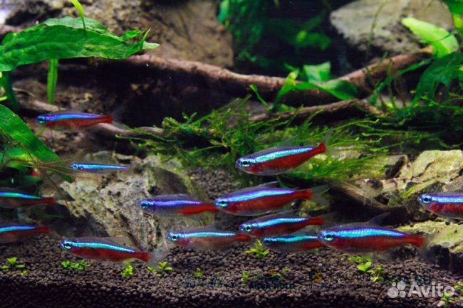 Неон голубой, красный, черный