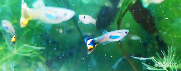 Пецилии, гуппи