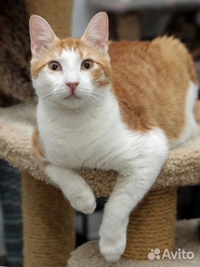 Котик Лео