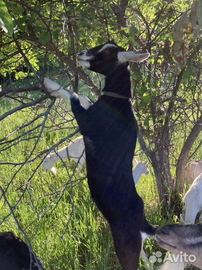 Альпийские козы, козлята