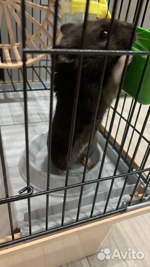 Клетка для грызунов