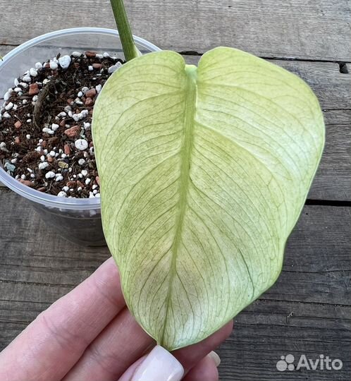 Монстера фулл минт