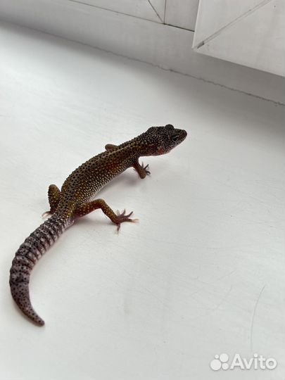 Геккон эублефар