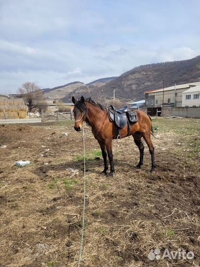 Карачаевский жеребец