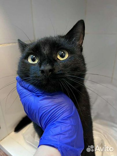 Кошки бесплатно