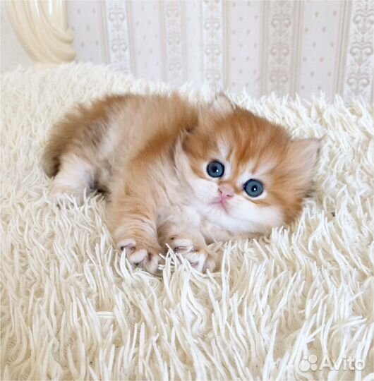 Длинношерстный мальчик ny11